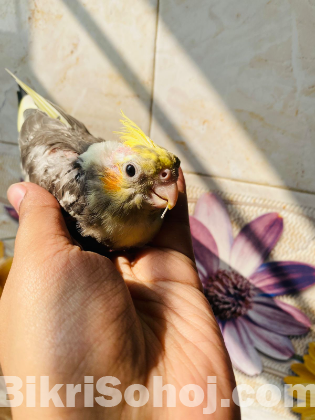 Cockatiel Baby